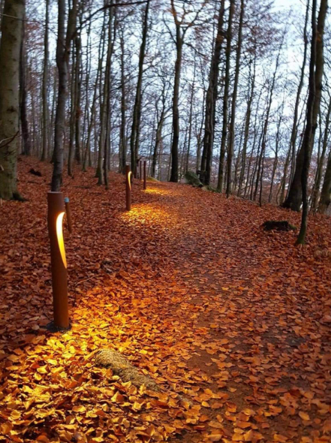 Bokeskogen4